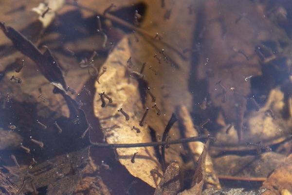 Girne bölgesinde sivrisinekle mücadelede larvasit