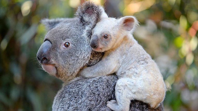 Avustralya’da beyaz koala heyecanı