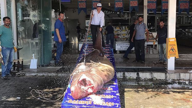 Marmara Denizi’nde 1,2 tonluk köpek balığı yakalandı