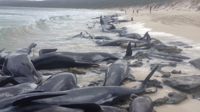 Avustralya'da 150 balina karaya vurdu