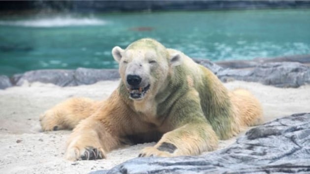 Tropikal bölgede doğan tek kutup ayısı Inuka öldü