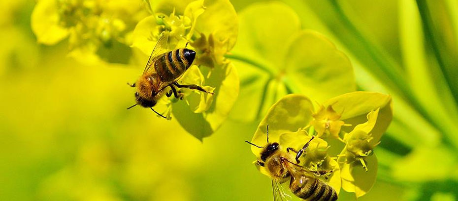 AB arılara zararlı zirai maddeleri yasakladı