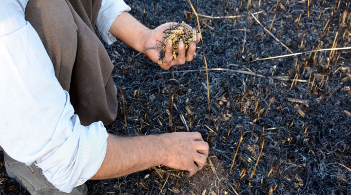 Kumyalı'daki yangında, 4 dönüm arpa yandı