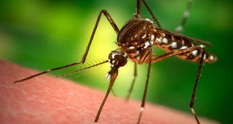 1,15 santimetre kanat uzunluğuna  sivrisinek
