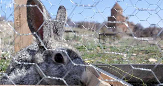 Tavşan tutmak için tel tuzaklar kurdu