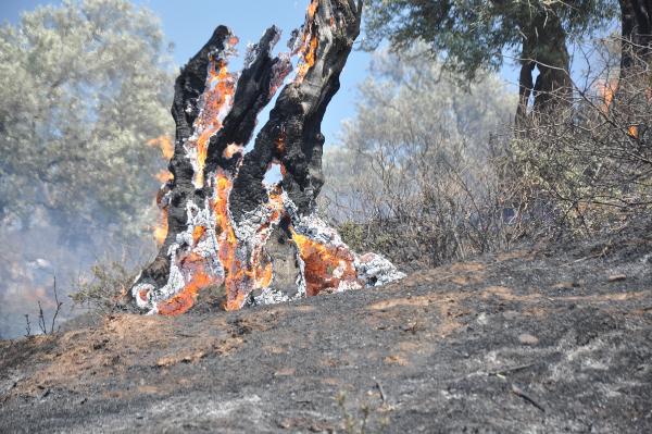 Yeşilyurt’taki yangında 35 ağaç yandı