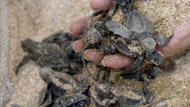 Meksika’da yeni bir kaplumbağa türü keşfedildi