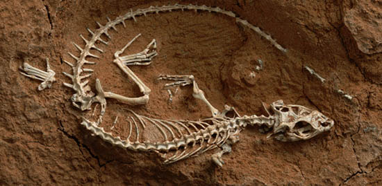 240 milyon yıllık kertenkele fosili
