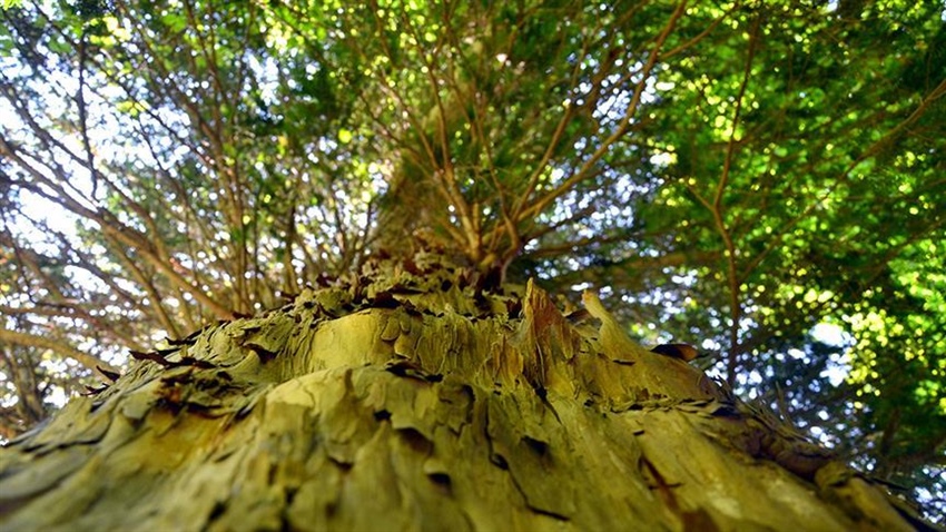Avrupa'nın en yaşlı ağacı yaklaşık bin 230 yaşında