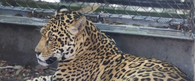 ABD'de hayvanat bahçesinde jaguar 6 hayvanı öldürdü