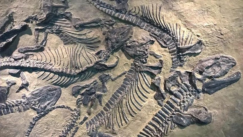 200 milyon yıllık dev dinozor fosili bulundu