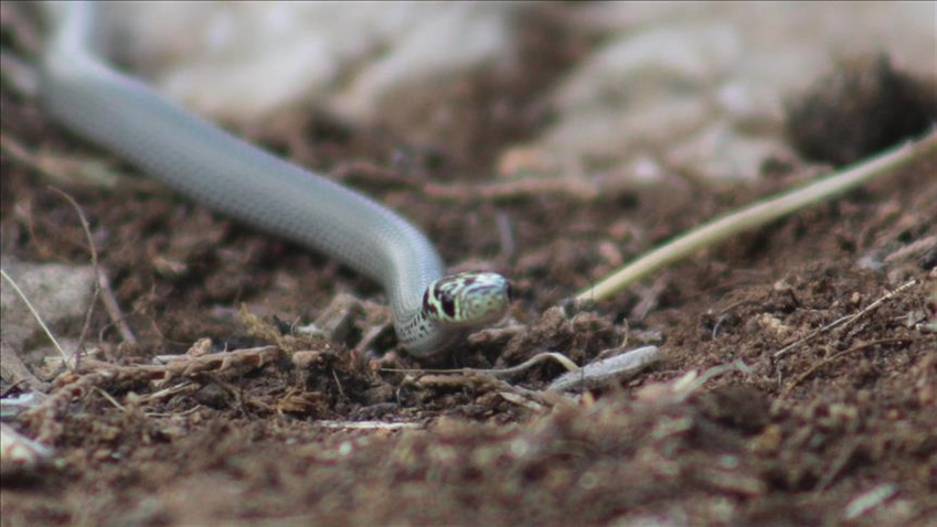 Avustralya’da yeni bir yılan türü bulundu