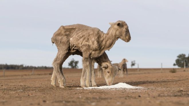 Avustralya'nın en büyük nüfüsa sahip eyaletinin tamanında kuraklık