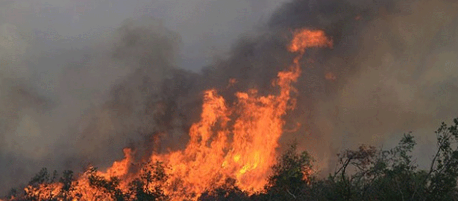 Bursa’da çamlık alanda orman yangını