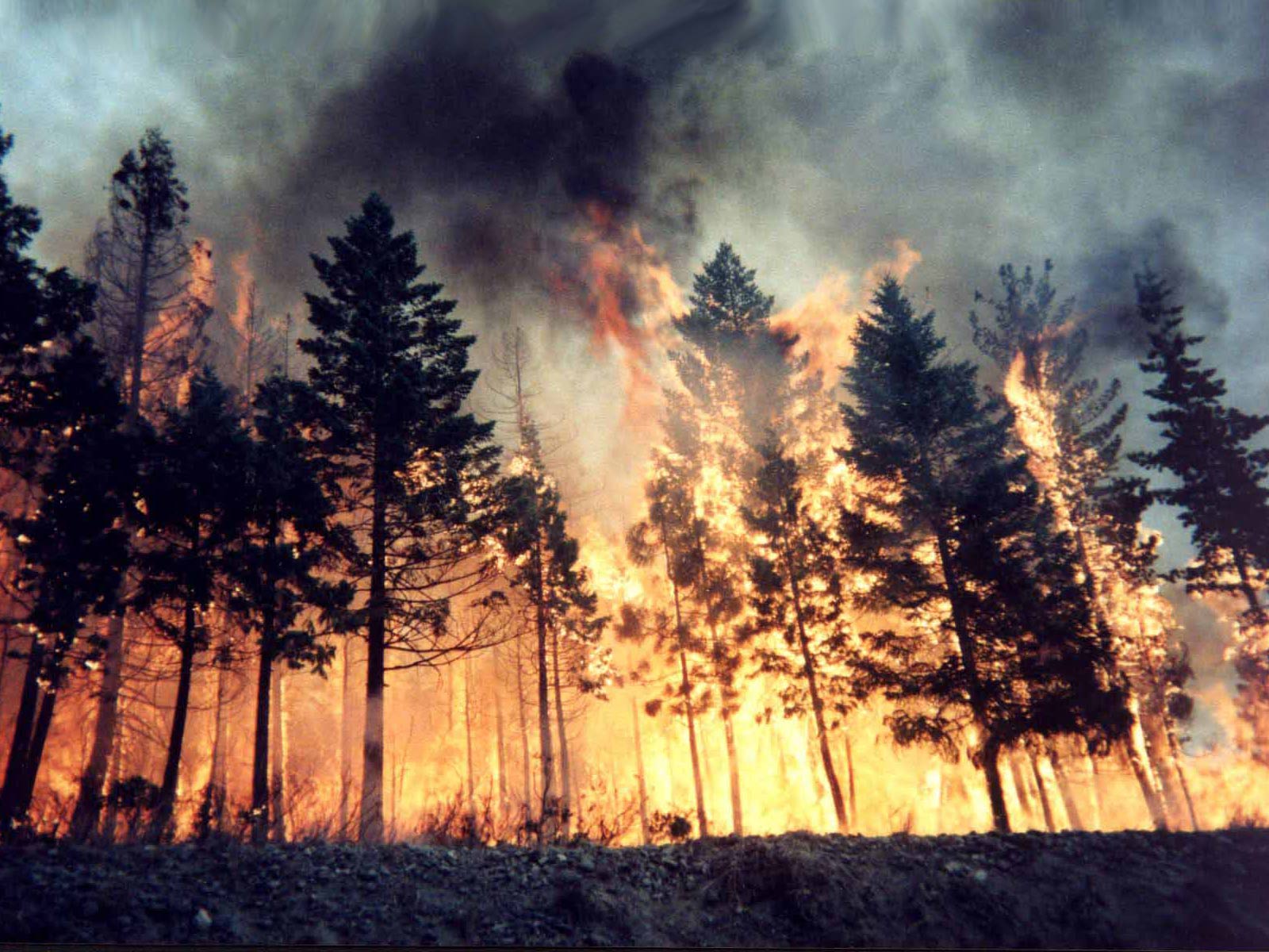 Orman Dairesi, olası yangın olaylarına karşı Devriye ve Denetimleri artırdı