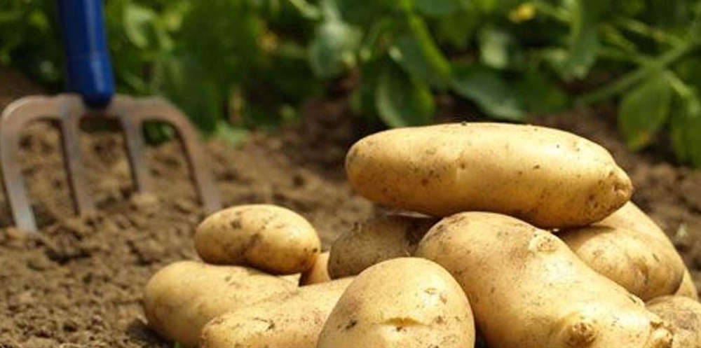 Sonbaharda patates ekimi yapılan arazilerin 9 Ekim'e kadar beyan edilmesi gerekiyor