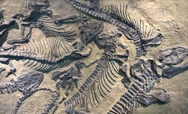 Çin'de 130 milyon yıllık dinozor fosili kalıntıları bulundu