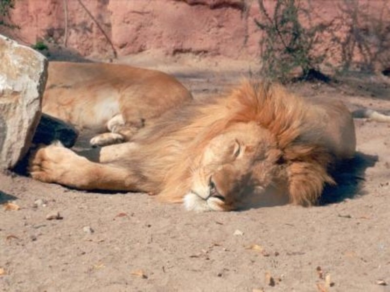  Hindistan'daki Gir Ormanları'nda 11 aslan leşi bulundu