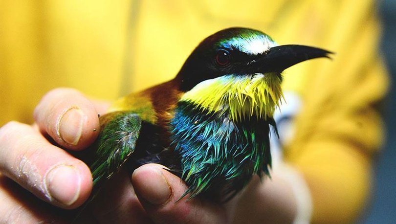 Ekvador’da sinek kuşu türü keşfedildi