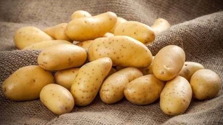 Yaklaşık 54 bin kilo ithal patates imha edilecek