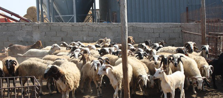 Devlet Üretme Çiftlikleri Dairesi, kasaplık hayvan satışı yapacak