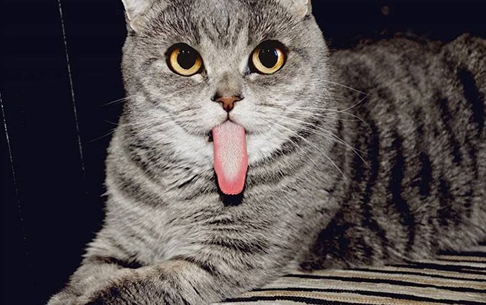 Bilim insanları, kedi dilini model alan bir saç fırçası geliştirdi