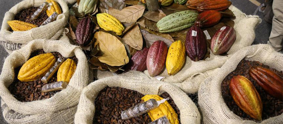 Kolombiya’da çikolata ve kakao fuarı: Chocoshow