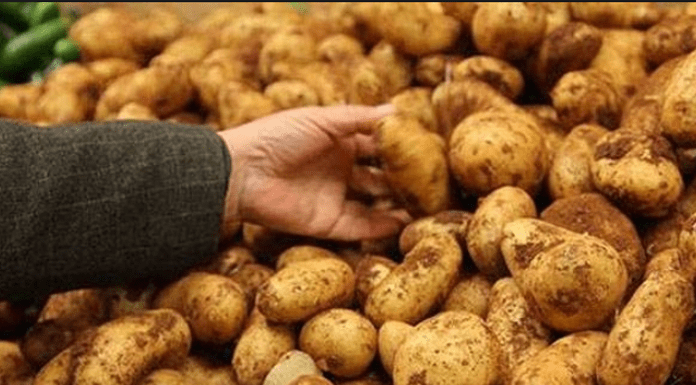 100 ton patates menşeine iade edildi