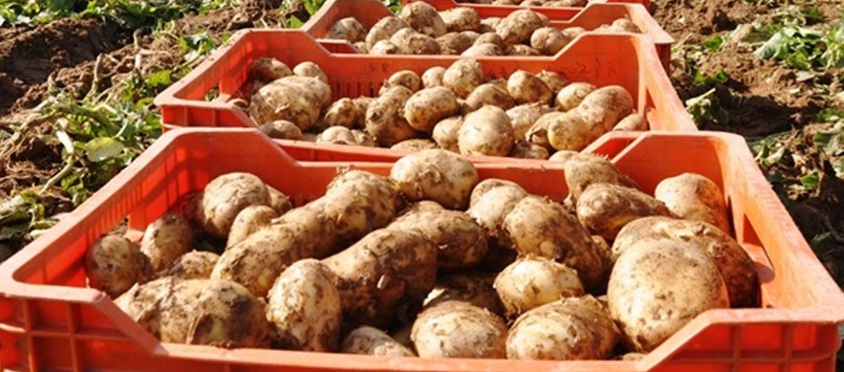 Tarım Bakanlığı, patates ithalatının başladığını duyurdu