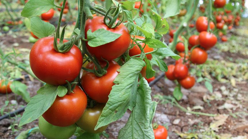 Rusya, Türkiye’den alınan domatesin kotasını yükseltmeyi planlıyor