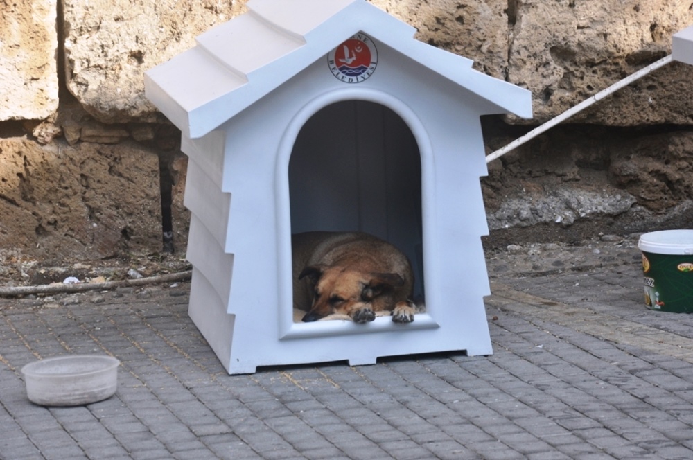 Girne Belediyesi sokak hayvanlarına karşı daha duyarlı olunmasını istedi
