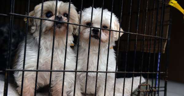ABD'nin California eyaletinde Pet Shop’lar sadece ‘kurtarılmış’ hayvanları satabilecek