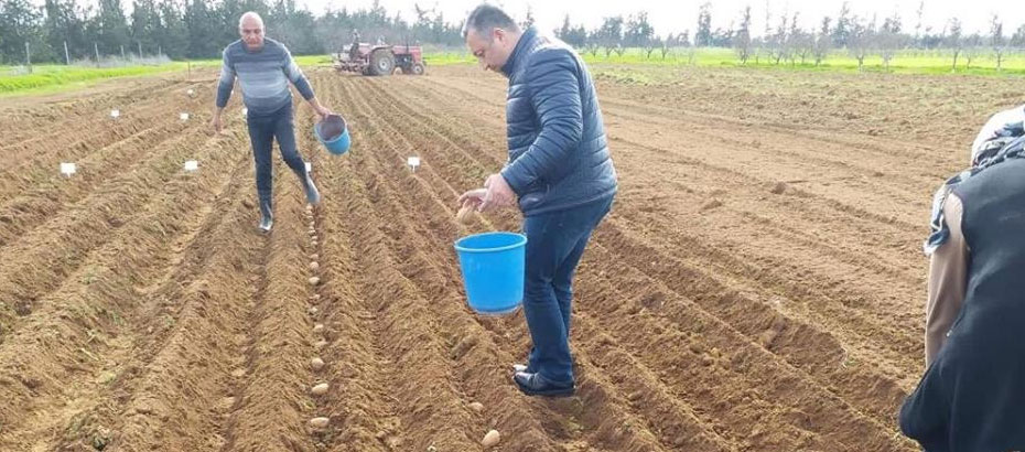 Yeni tür patatesler Türkmenköy’de deneniyor
