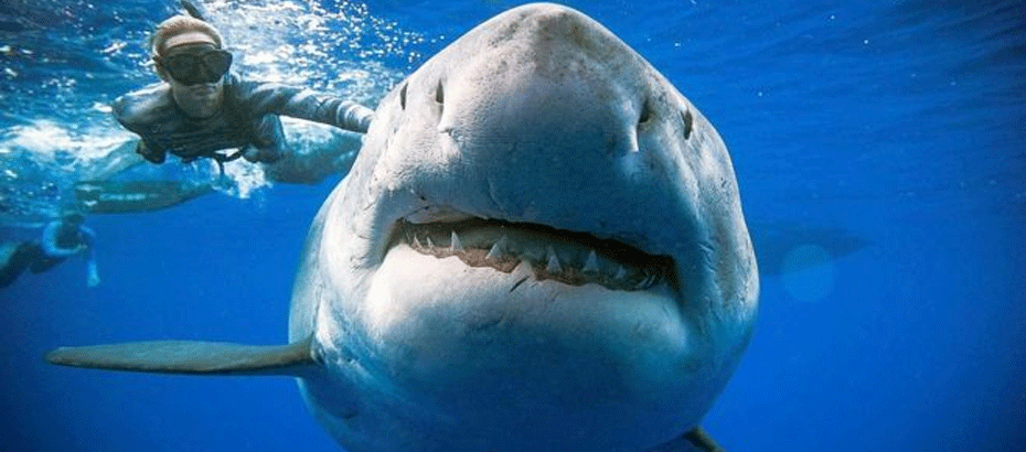 ABD’li dalgıçlar, dünyanın en iri beyaz köpekbalığıyla yüzdü
