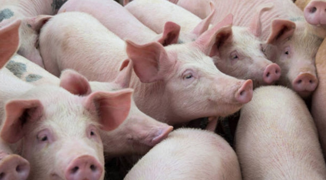 56 yaşındaki Rus kadını, beslediği domuzlar yedi