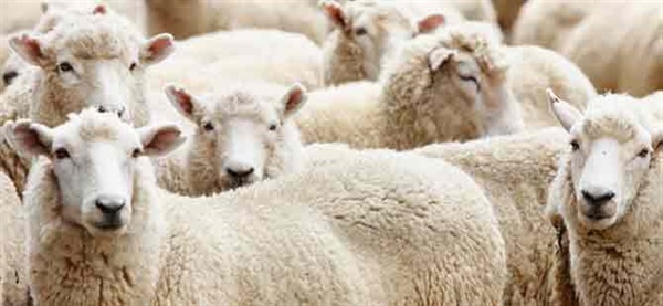 Devlet Üretme Çiftlikleri Dairesi kasaplık hayvan satışı yapacak