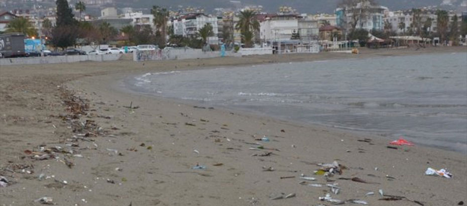 Antalya’da sahile çok sayıda ölü balık vurdu