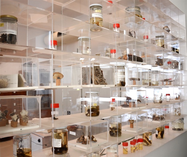 YDÜ Herbaryum Merkezi müzeye dönüştürülüyor