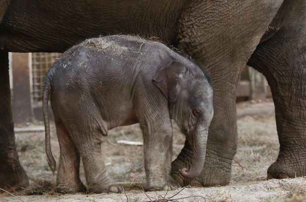 Tayland'ın kuzeydğusunda çamur çukuruna saplanan 6 fil yavrusu kurtarıldı.