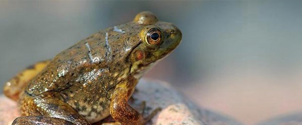 Madagaskar'da 5 yeni kurbağa türü keşfedildi