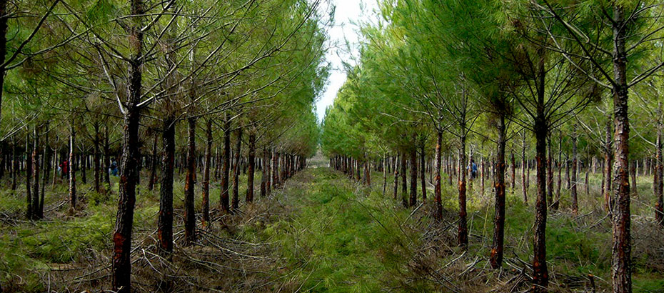 21 Mart Dünya Ormancılık Günü yarın kutlanacak