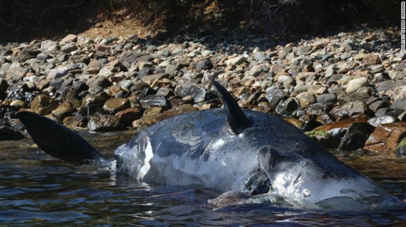 Plastik öldürmeye devam ediyor: Yeni kurbanı, hamile balina