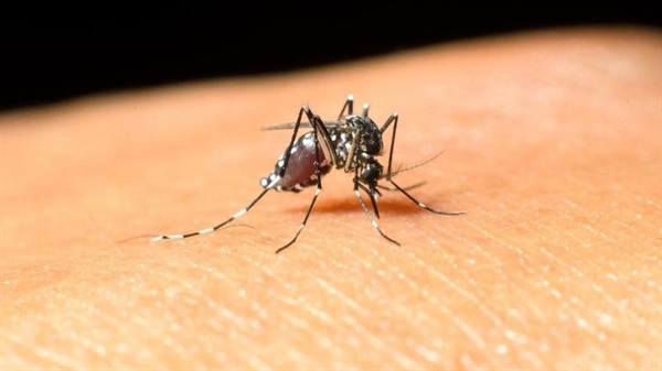 Batı Nil Virüsü... Pediatri kurumu: En etkili mücadele, sivrisineklerden korunmak