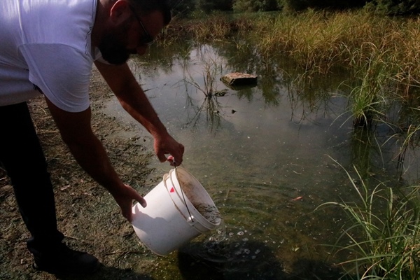 Gazimağusa Belediyesi, Çanakkale Göleti'ne sivrisinek larvalarını yiyen balıklar bıraktı