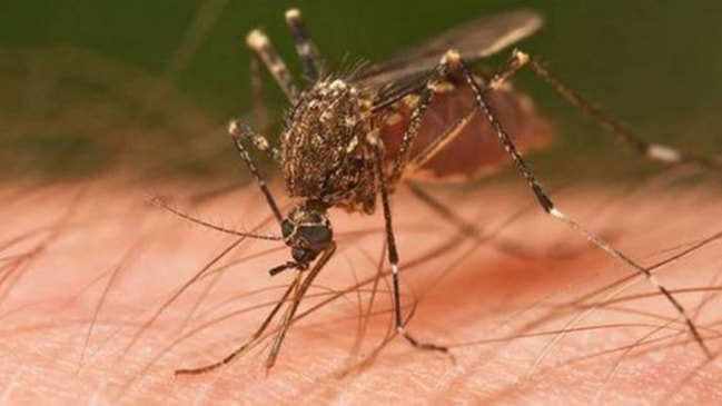 Biyologlar Derneği'den , Batı Nil Virusu konusunda uyarı
