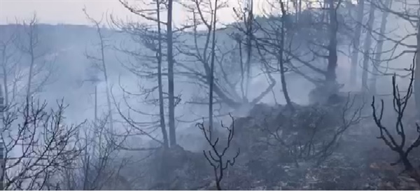 Kantara bölgesinde,çok sayıda çam, selvi ve makilik alan yandı