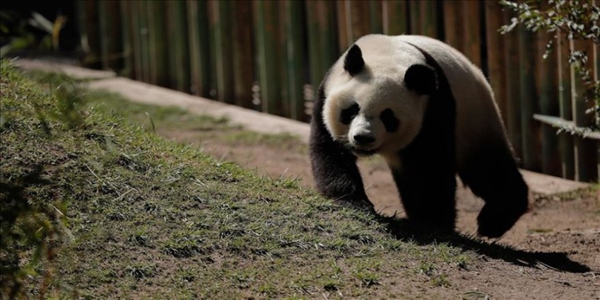 Çin'de panda ziyaretine sınırlama