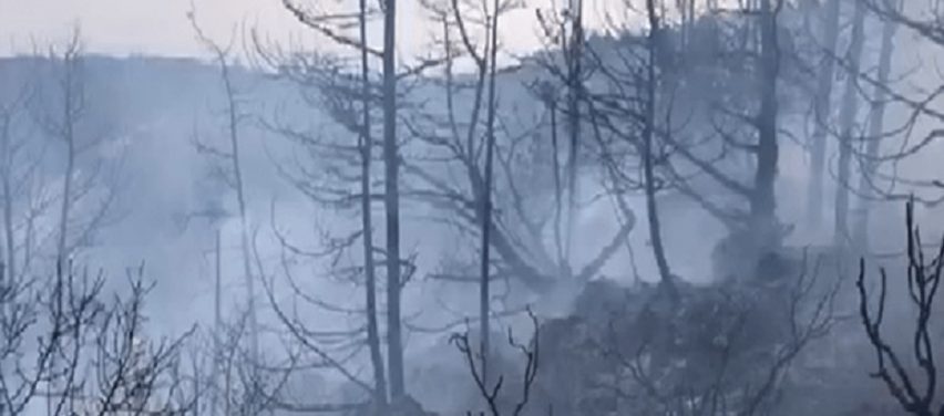 Orman Dairesi:Müdahale ekipleri 10 dakika içinde yangın yerine ulaştı