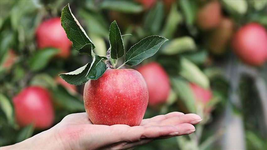 Buzdolabında 1 yıl saklanabilen elma satışa sunuldu