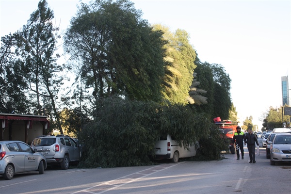 Lefkoşa’da ağaç, aracın üstüne düştü